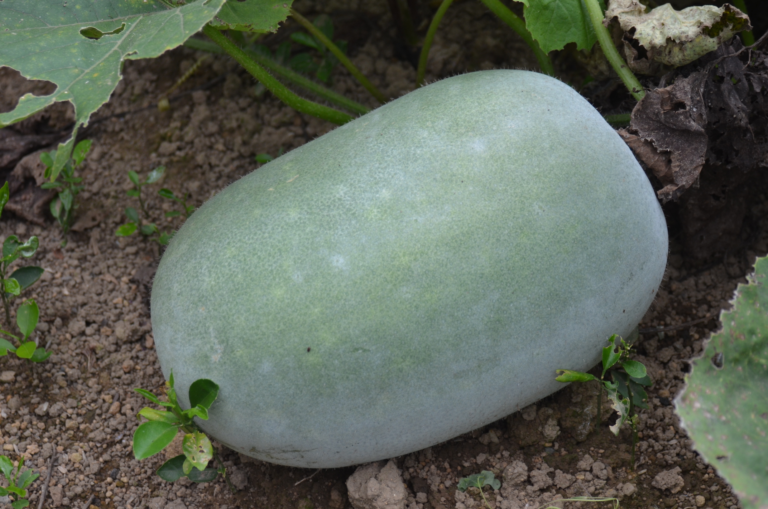 冬瓜 トウガン 家庭菜園